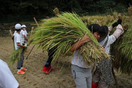 ５年 稲刈り体験